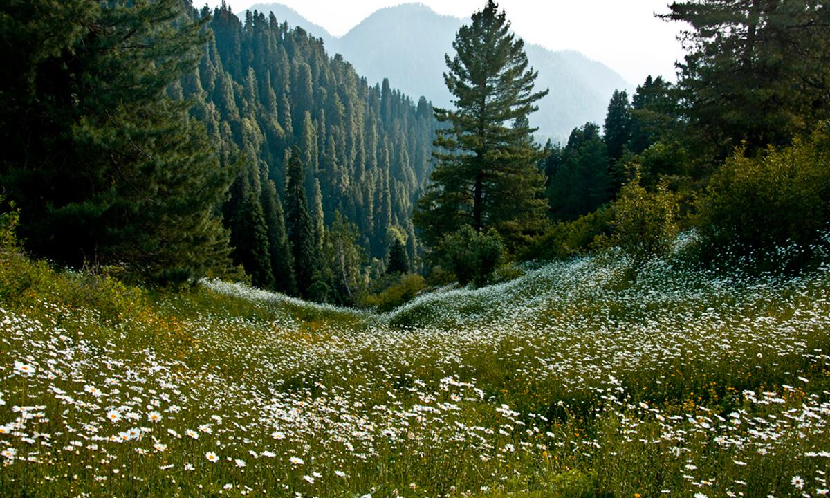 1 day tour of MUSHKPURI TOP